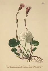 Verfärbtes Huflattich (Homogyne discolor)